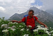 Anello di fiori sui Monti Vindiolo (2056 m) e Vetro (2054 m) da Pian Bracca (1111 m) di Zorzone di Oltre il Colle il 3 giugno 2015 - FOTOGALLERY